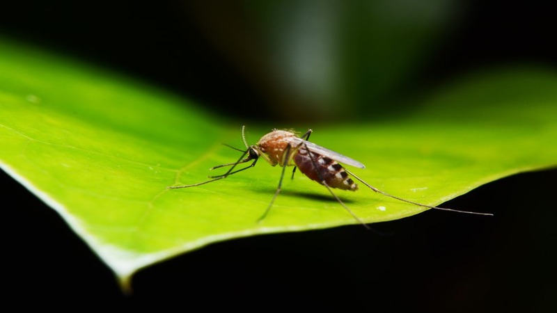 Close-up of a mosquito with long legs and transparent wings on a bright green leaf, with a blurred background